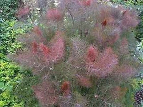 Fennel bronze herb foeniculum - fennel,