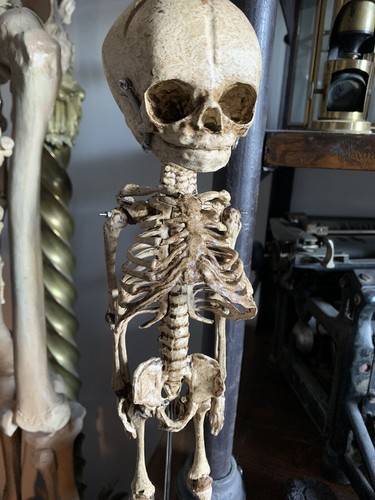 Cabinet curiosities - of,