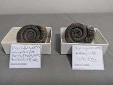Dactylioceras Ammonites X2