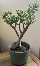 Large Crassula Gollum Golden