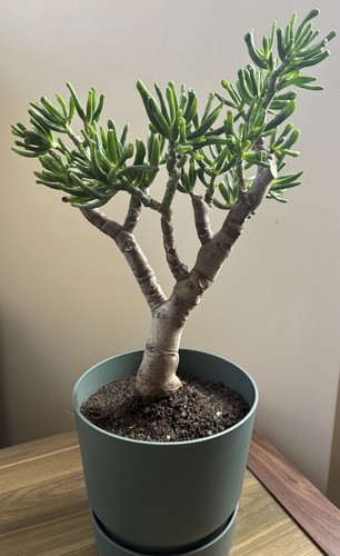 Large crassula gollum - crassula, golden