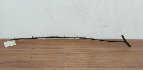 Blackthorn shank walking - walking, stick