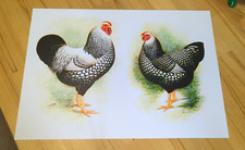 A3 chicken wall art print