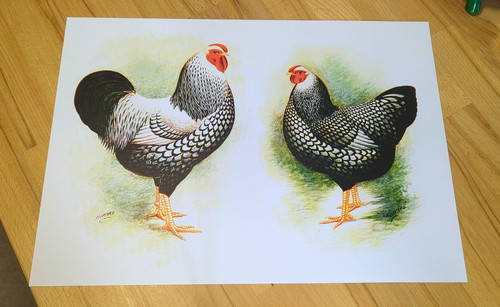 Chicken wall art print - chicken,