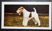 WIRE HAIRED FOX TERRIER
