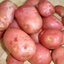 Desiree Seed Potatoes 1kg or