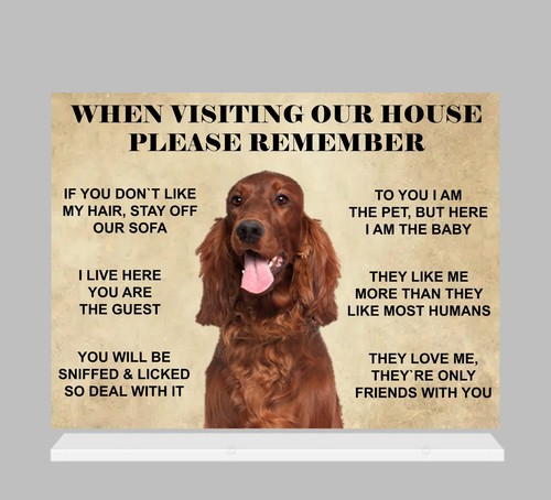Funny cute irish - cute, setter