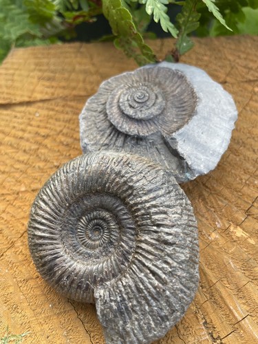 Dactylioceras semicelatum - dactylioceras,