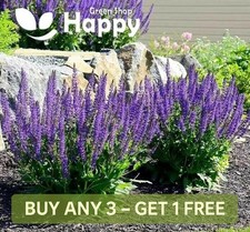 WOODLAND SAGE WEST-FRIESLAND