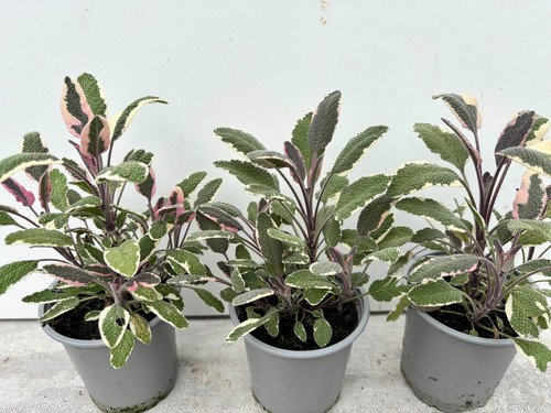 Sage tricolour herb plants x - plants,