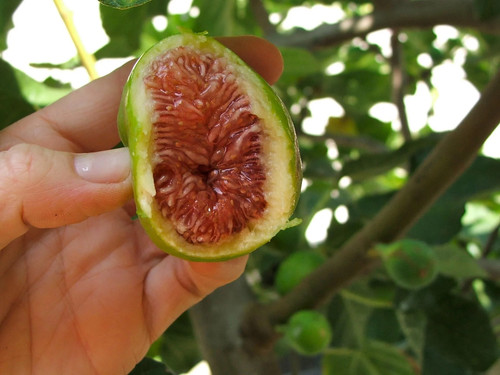 Fig tree brown - turkey, plants