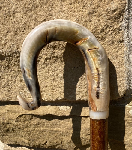 Rams horn crook on hazel - ,