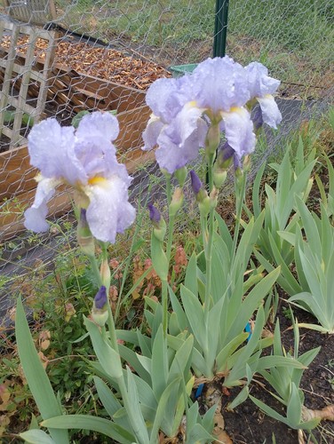 Iris germanica jane philips - germanica.,