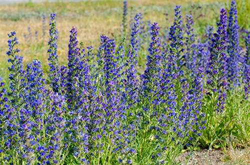 Viper bugloss seeds - seeds, –