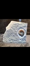 Calcite Jurassic Ammonite