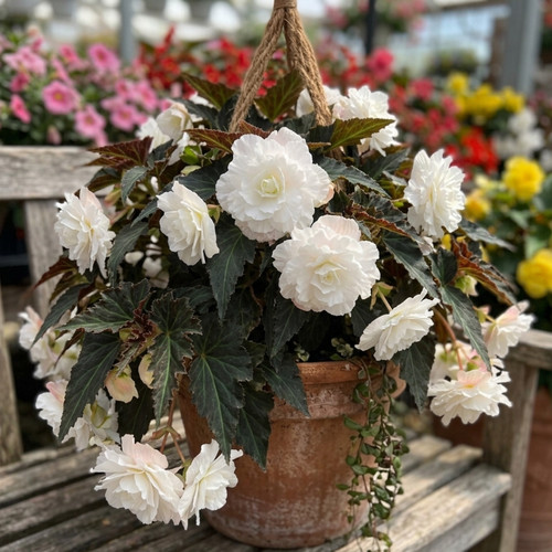 Begonia illumination white - begonia,