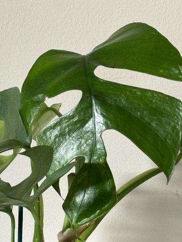 Monstera minima - 💙monstera,