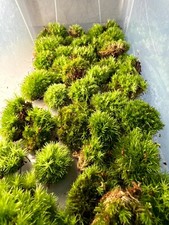 Fresh MINI BUN MOSS | Natural