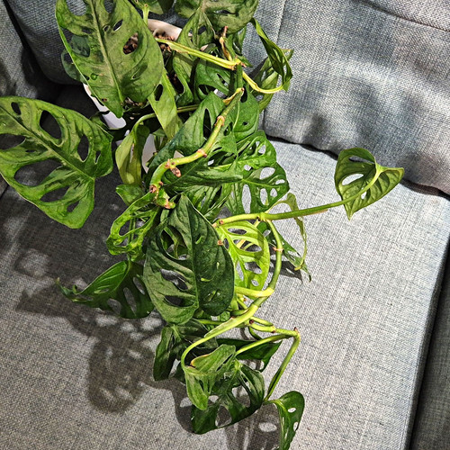 Monstera adansonii swiss - monstera,