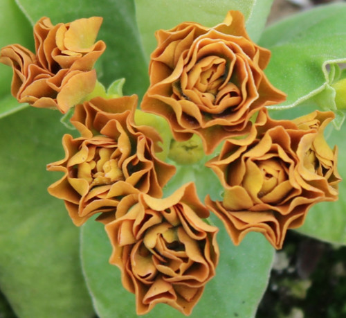 Primula auricula forest - primula,