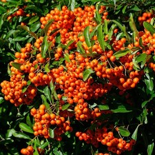 Pyracantha Orange Glow Plant
