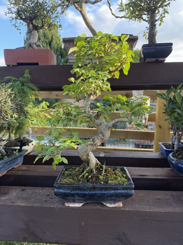 Chinese banyan bonsai - chinese,