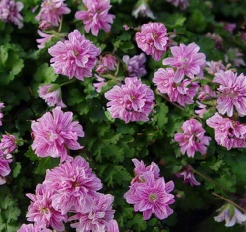Erodium storksbill plug - erodium, plants