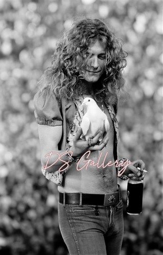 Robert plant holding - dove, on