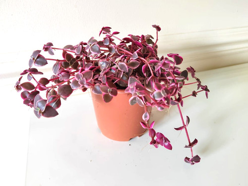 Crassula calico kitten - calico,