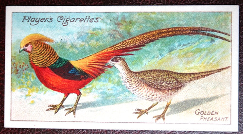 Golden pheasant pair - golden,