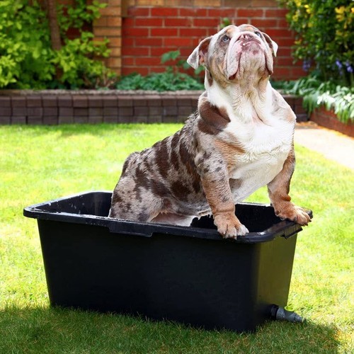 Dog cat pet - dog,
