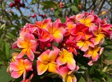 Plumeria rubra,Diana FRANGIPANI |Tropical Plants, in/UK 