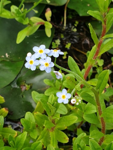 Forget not pond plant 2 - me,