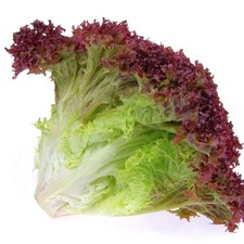 Lettuce Plants - 'Lollo Rosso'