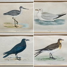 Rev Francis O. Morris's History of British Birds Original Print Framed Glazed