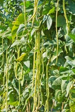 Vegetable - Climbing French Bean - Yard Long - 50 Seeds