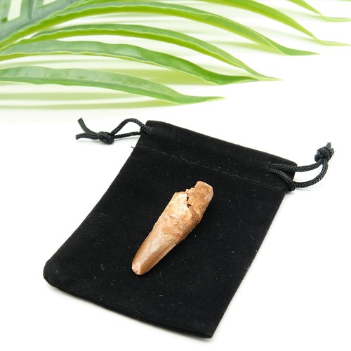 Authentic spinosaurus tooth - authentic,
