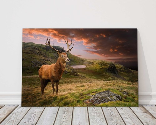 Red deer stag the sunset - deer,