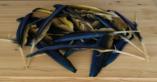 Blue & Gold Macaw Parrot Wing