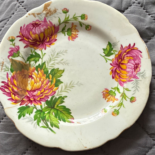 Gladstone chrysanthemum bone - chrysanthemum,