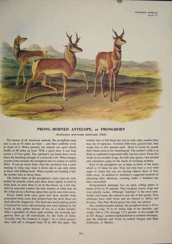 Original old antique print - original,