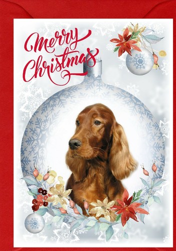 Irish setter red - red, dog