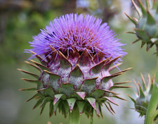 Cynara cardunculus cardoon - cynara,