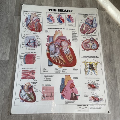 Original laminated anatomical - original,