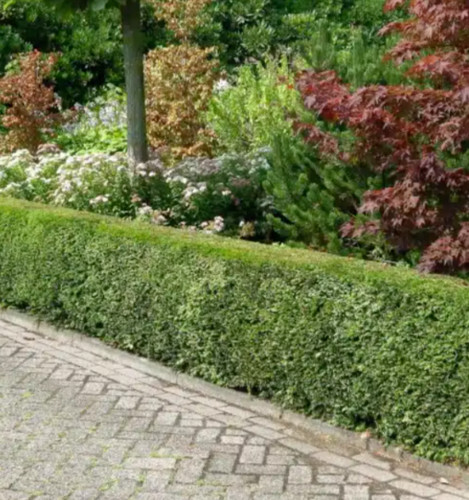 Native tree yew - yew, evergreen
