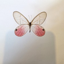 Cithaerias pireta Blushing