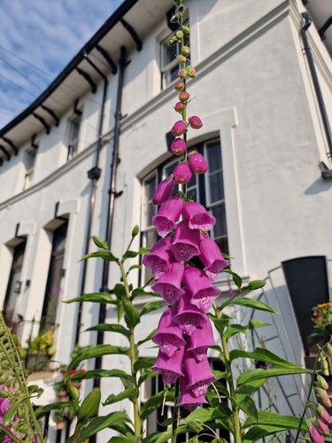 Gorgeous foxglove digitalis - gorgeous,