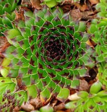 5+ Sempervivum houseleek 'Mrs