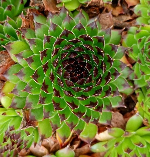 Sempervivum houseleek mrs - 5+,