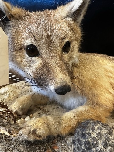 Small animal fox taxidermy - fox,